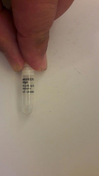 آنتی بادی  Anti-Mu Opioid Receptor antibody ab10275