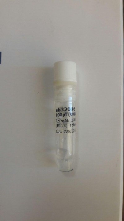 Anti-CREB (phospho S133) antibody [E113] ab32096     100 µl