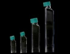فلاسک کشت سلولی  با درب فیلتردار استریل  DNAse/RNAse free    (  = 50 cc  25 cm)            ساخت شرکتJET BIOFIL® کانادا 
