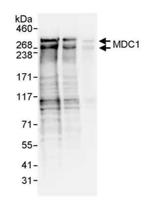 آنتی بادی ضد MDC1 (ab11171) بسته بندی 50 میکروگرم