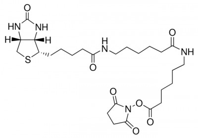 بیوتینامیدو هگزانوئیل 6امینو هگزانوئیک اسید 10 میلیگرم کدB3295 