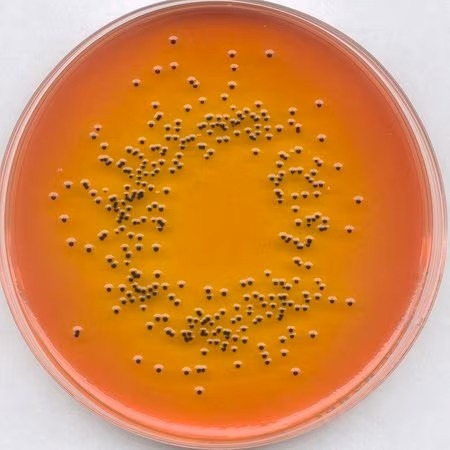 Rappaport-Vassiliadis Salmonella Enrichment Broth (acc. harm. EP/USP/JP)