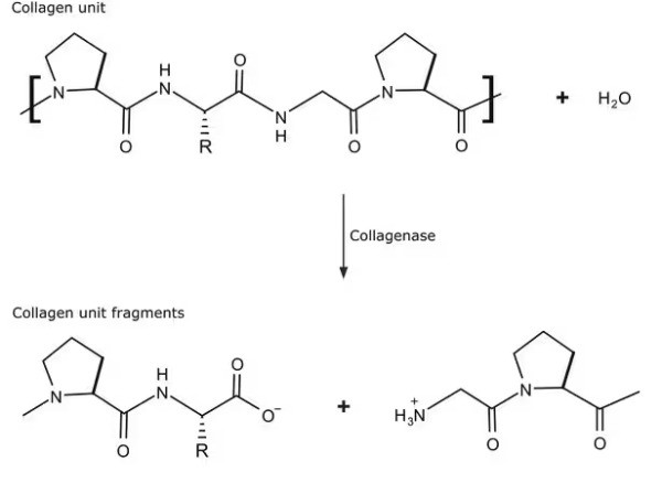 فرمول شیمیایی کلاژناز (Collagenase) | آنزیم پروتئولیتیک با قابلیت هضم کلاژن | مناسب برای تحقیقات بیوشیمیایی و جداسازی سلولی