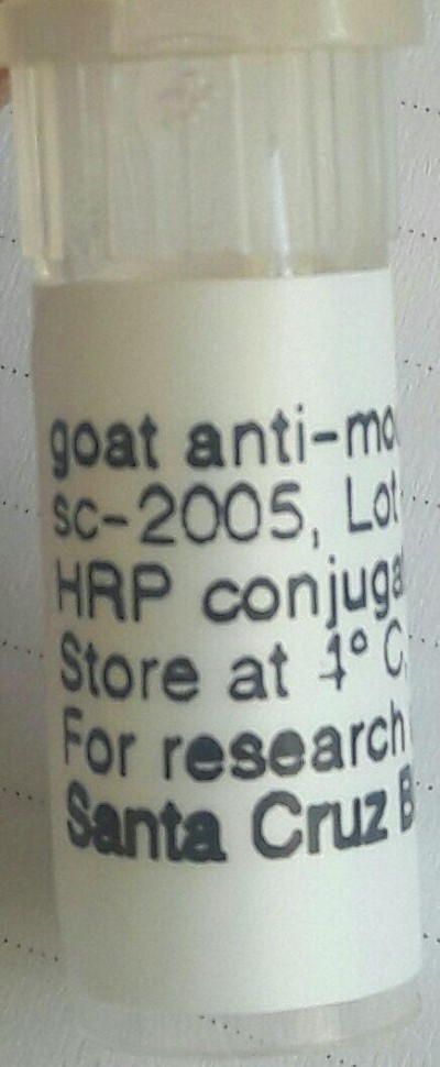 goat anti-mouse IgG-HRP : sc-2005