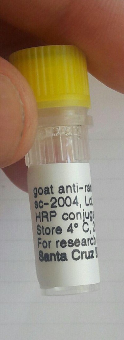 goat anti-rabbit IgG-HRP : sc-2004